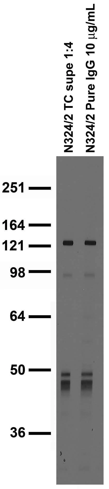Anti-Rem2 Antibody - Image 2