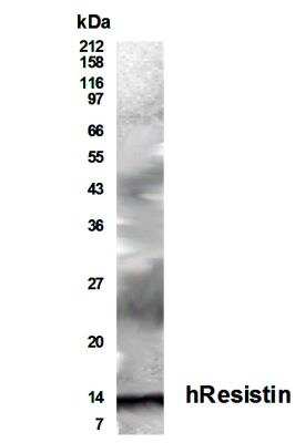 Anti-Resistin Antibody