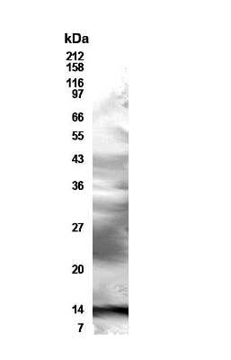 Anti-Resistin Antibody