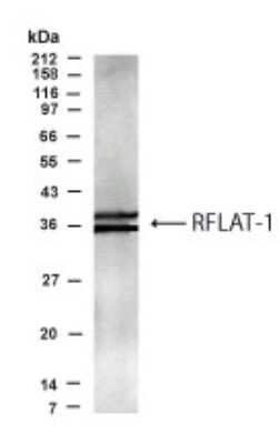 Anti-RFLAT1 Antibody