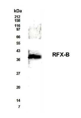 Anti-RFX-B Antibody