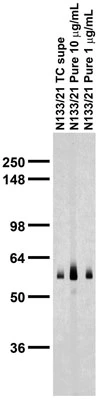 Anti-RGS14 Antibody