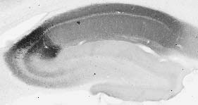 Anti-RGS14 Antibody - Image 2