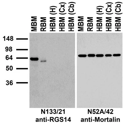 Anti-RGS14 Antibody - Image 3