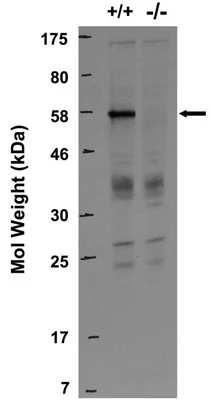 Anti-RGS14 Antibody - Image 4