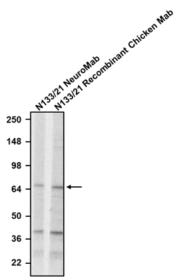 Anti-RGS14 Recombinant Chicken Chimeric mAb - Image 3