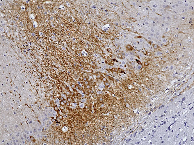 Anti-RGS14 Recombinant Chicken Chimeric mAb - Image 4