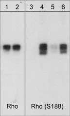 Anti-RhoA (Ser-188), Phosphospecific Antibody
