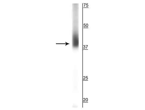 Anti-Rhodopsin Antibody - Image 2