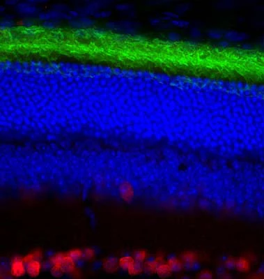 Anti-Rhodopsin Antibody