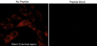 Anti-Robo1 (C-terminal region) Antibody - Image 2