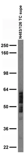 Anti-Rufy3 Antibody - Image 2