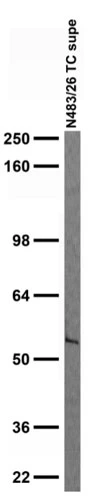 Anti-Rufy3 Antibody - Image 2