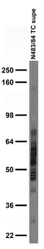 Anti-Rufy3 Antibody - Image 2
