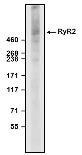 Anti-Ryanodine Receptor Type 2 (RyR2) Recombinant Chicken Chimeric mAb - Image 2