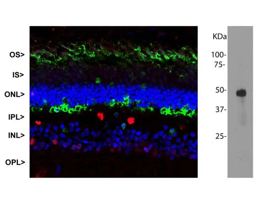 Anti-S-arrestin (S-AG) Antibody