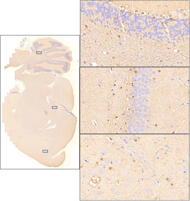 Anti-S100B Antibody - Image 2