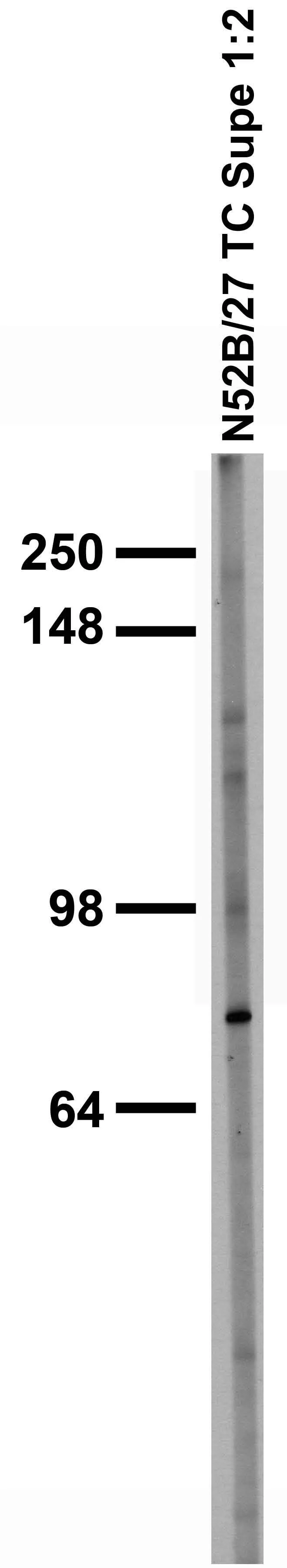 Anti-SALM2/LRFN1 Antibody
