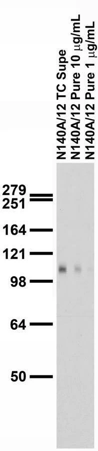 Anti-SALM5/LRFN5 Antibody - Image 2