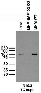 Anti-SAP102 Antibody - Image 2