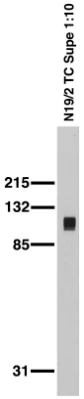 Anti-SAP102 Antibody - Image 3