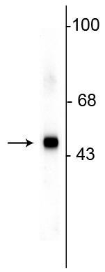 Anti-SAP49 Antibody - Image 3