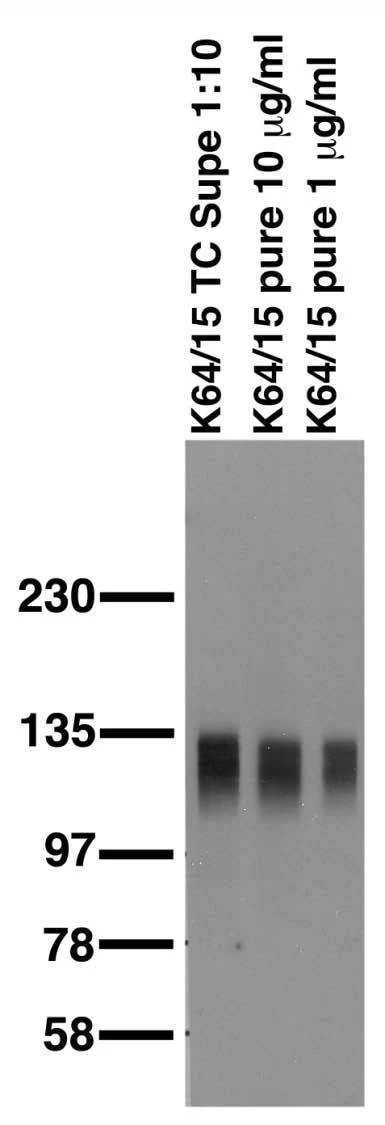 Anti-SAP97 Antibody - Image 2