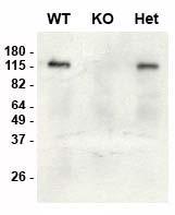 Anti-SAP97 Antibody - Image 3