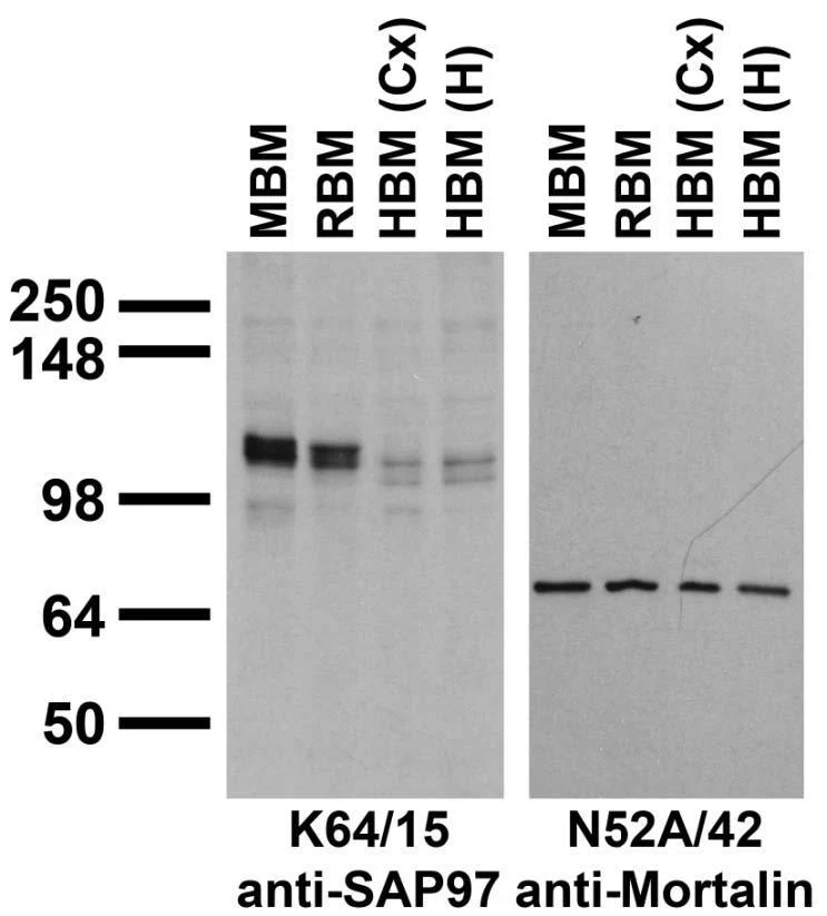 Anti-SAP97 Antibody - Image 4