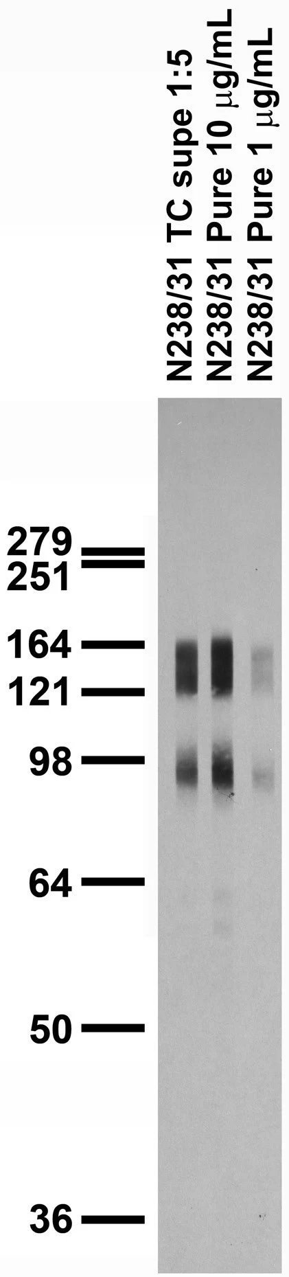 Anti-SAPAP1/2 Antibody