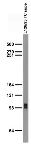 Anti-SAPAP3 Antibody