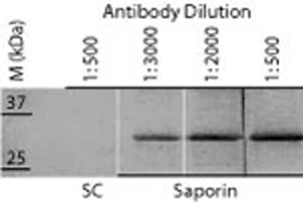 Anti-Saporin Antibody