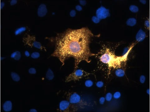 Anti-SARM1 Antibody