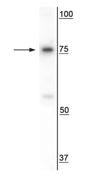 Anti-SARM1 Antibody - Image 2