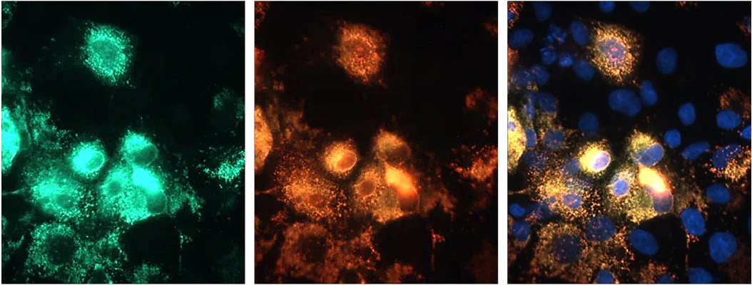Anti-SARM1 Antibody