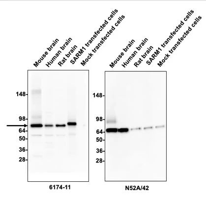 Anti-SARM1 Antibody - Image 2