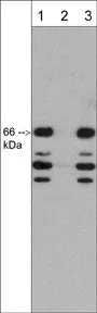 Anti-SCAI (N-terminal region) Antibody
