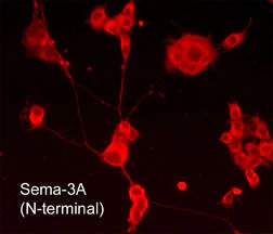Anti-Semaphorin-3A (N-terminal) Antibody - Image 2
