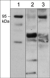 Anti-Semaphorin-3F (C-terminal region) Antibody