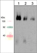Anti-Semaphorin-4D (C-terminal region) Antibody