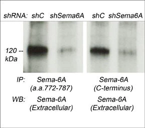 Anti-Semaphorin-6A (C-terminus) Antibody