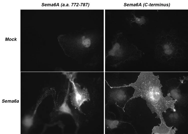 Anti-Semaphorin-6A (C-terminus) Antibody - Image 2