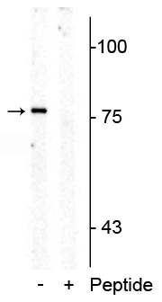 Anti-Serotonin Transporter (Thr276) Antibody