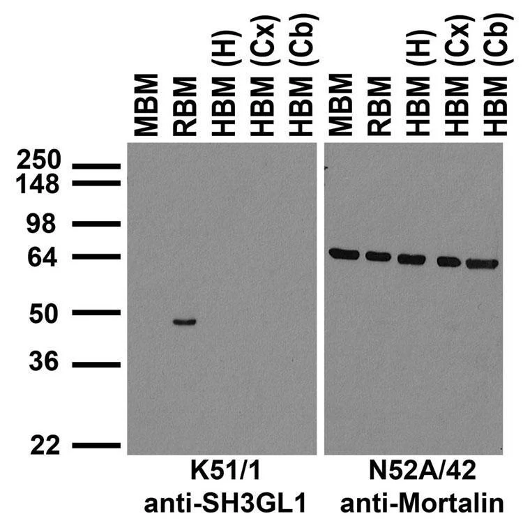 Anti-SH3GL1/Endophilin A2 Antibody - Image 3