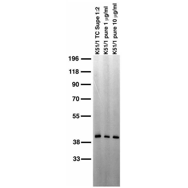 Anti-SH3GL1/Endophilin A2 Antibody - Image 4