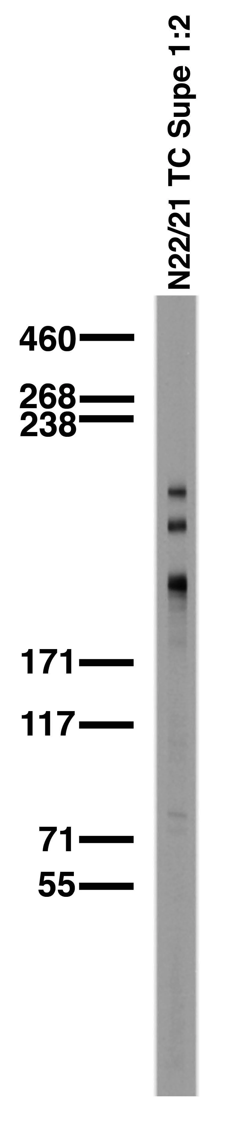 Anti-Shank1 Antibody