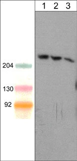 Anti-Shank1 (C-terminal region) Antibody