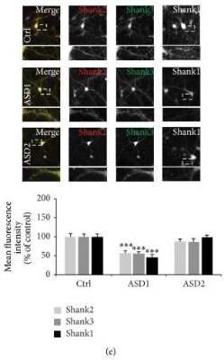 Anti-SHANK1a (C-terminus) Antibody - Image 2