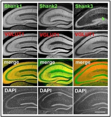 Anti-SHANK1a (C-terminus) Antibody - Image 4
