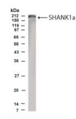 Anti-SHANK1a (C-terminus) Antibody - Image 7